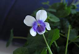 BlygViol 002.jpg